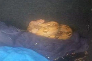 Lạ đời phát hiện rắn nằm ở cốp xe mới mua