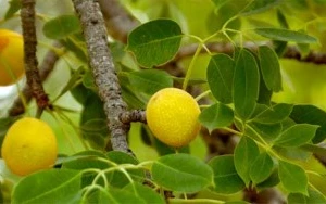 Động vật cũng ...xỉn