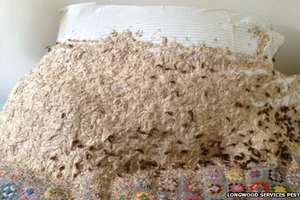 Sửng sốt phát hiện tổ ong bắp cày khổng lồ trong phòng ngủ 