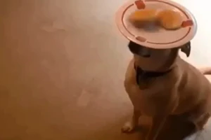 Không cần phải mua bàn