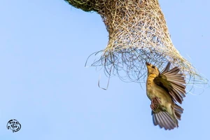 Chùm ảnh độc đáo về chim 'vua khéo léo' ở Sài Gòn