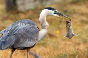 Ảnh đẹp: Chuột nhỏ cố vùng vẫy thoát khỏi mỏ chim diệc đói 