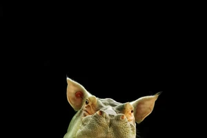 Những ảnh ghép đẹp lung linh nhờ... photoshop