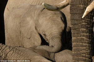 Voi con buồn bã bên xác mẹ vừa bị bắn chết