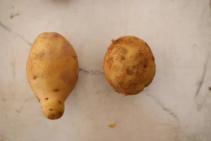 Cách phân biệt củ quả Trung Quốc