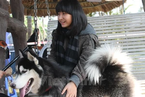 Hàng trăm chú cún tung tăng thi " sắc đẹp" ở bãi sông Hồng