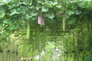 Ruộng lúa, nương ngô đổ bộ Phú Mỹ Hưng