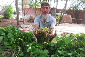 Trồng kèo nèo thu nhập 1 triệu đồng/ngày