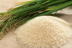 Giá gạo xuất khẩu đang thấp kỷ lục