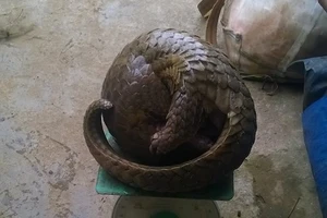 Bắt hai đối tượng săn bắt thú quý hiếm trong Vườn quốc gia Cát Tiên