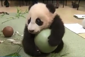 Đáng yêu xem chú gấu trúc chơi đùa với quả bóng