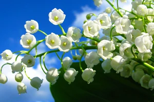 9 loài hoa mắc nhất thế giới