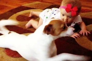 Cún dạy em bé bò siêu dễ thương