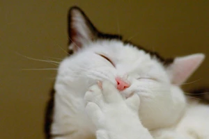 Cười lăn xem chú mèo béo tập thể dục