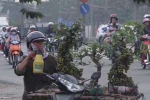 Cẩn thận với những cây sung 'quá sung'