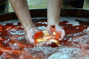 Người dân Hà Nội nhộn nhịp đưa ông Táo về trời