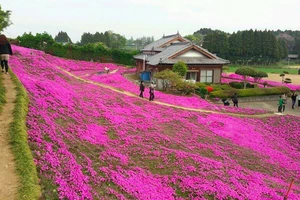 Cụ già trồng một đồi hoa để tặng người vợ mù