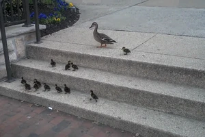 Xem bầy vịt leo cầu thang, nghĩ về lòng kiên trì