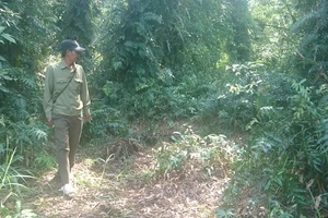 Báo động cháy rừng U Minh Hạ