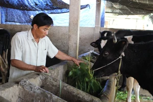 Nông dân Củ Chi bị buộc góp vốn xây nhà máy sữa