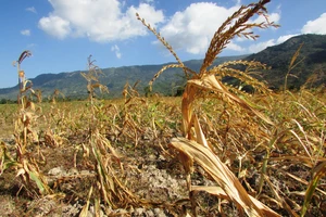 Hạn hán ở Ninh Thuận: Làm rẫy dưới lòng hồ vẫn thiếu nước