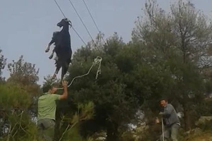 Giải cứu dê 'đi lạc' trên dây điện thoại