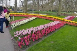 Keukenhof: Vườn hoa xuân đẹp nhất thế giới