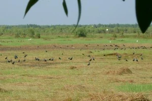 Ramsar Láng Sen xài... 'đồ cổ' để chữa cháy
