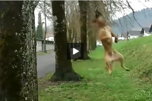 Tuyệt chiêu đu dây bằng răng của cún