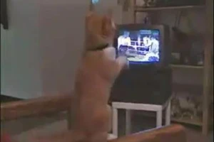 Chú mèo 'gân' chưa từng thấy