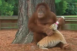 Ngạc nhiên xem đười ươi cho hổ bú sữa