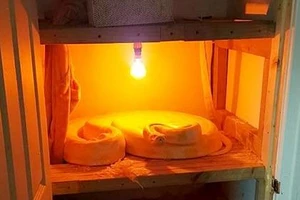 Đột nhiên phát hiện trăn Miến Điện dài 4 m trong tủ sấy