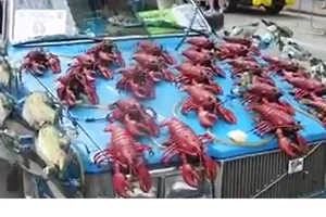 Độc đáo xe 'tôm cá nhảy múa'