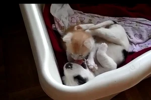 Đáng yêu mèo con 'mi trộm' cún con