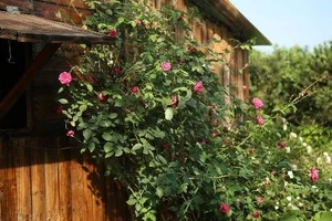 Ngắm khu vườn đẹp như mơ với hơn 100 loài hoa hồng