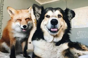 Tình yêu kỳ lạ của cáo và chó