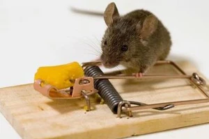Chuyện không tưởng về chú chuột và cái bẫy
