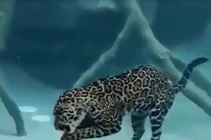 Xem báo đốm trổ tài bắt cá hiếm gặp