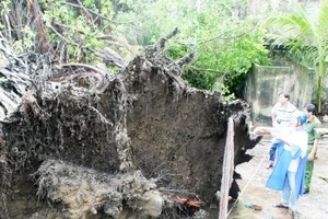 Cây cổ thụ bị bật gốc đè chết bé trai 12 tuổi