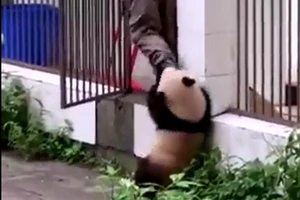 Thích thú với những trò đùa của gấu trúc