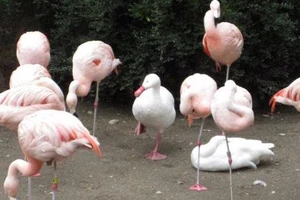 Những bức ảnh hài không chịu được