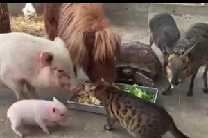 Chó, mèo, heo, ngựa ăn chung 1 máng