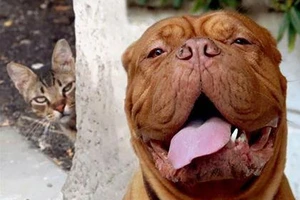 Những biểu hiện lạ lùng của động vật