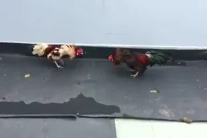 Đã mắt với trận đá gà truyền thống