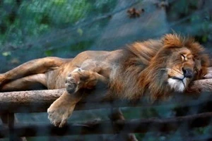 Ảnh: Động vật ở vườn thú Venezuela đói còn 'da bọc xương'