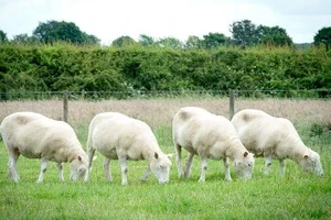 Số phận anh em của cừu Dolly giờ ra sao?