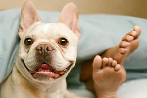 Buồn cười với những trò ngổ ngáo của động vật