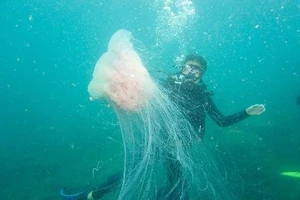 Biển Cù Lao Chàm tuyệt đẹp dưới ống kính du khách