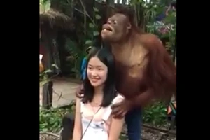 Chịu không nổi với chú đười ươi vui tính