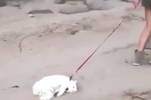 Khi thú cưng... lười